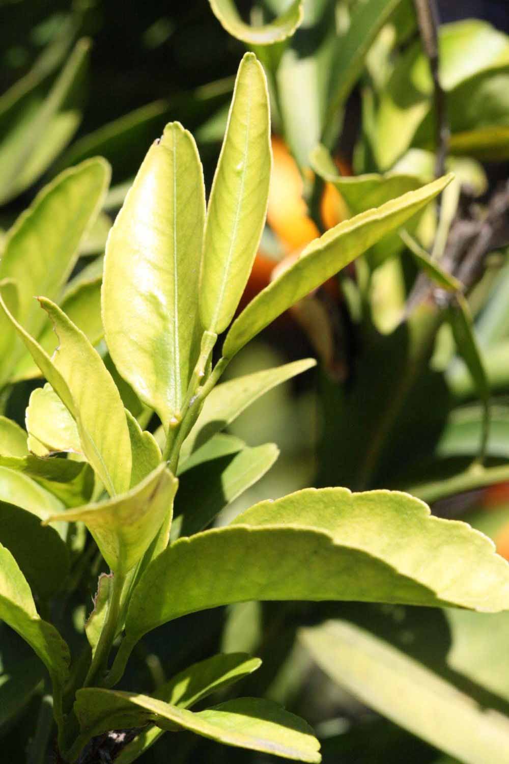              Sun leaves (Laranja Cravo, Riverside,   CA)       